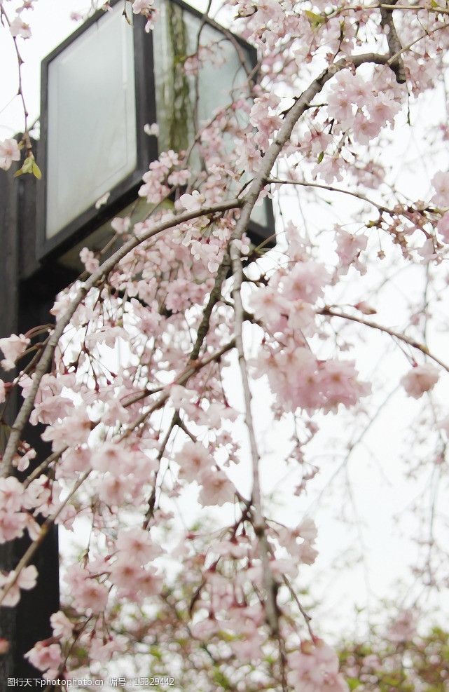 武汉樱花节樱花树下图片