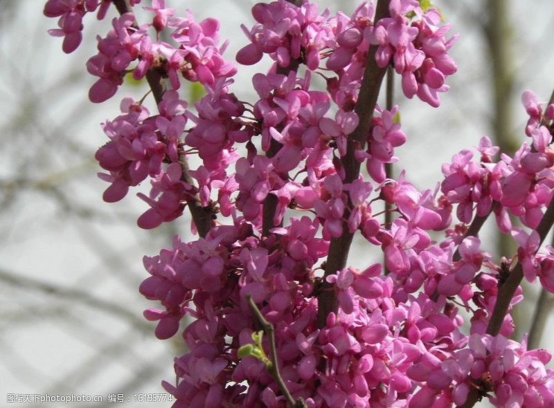 春意盎然紫花图片