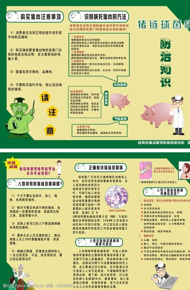 猪流感猪链球菌病防治知识图片