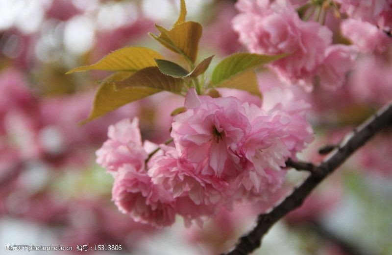 荆桃樱花图片