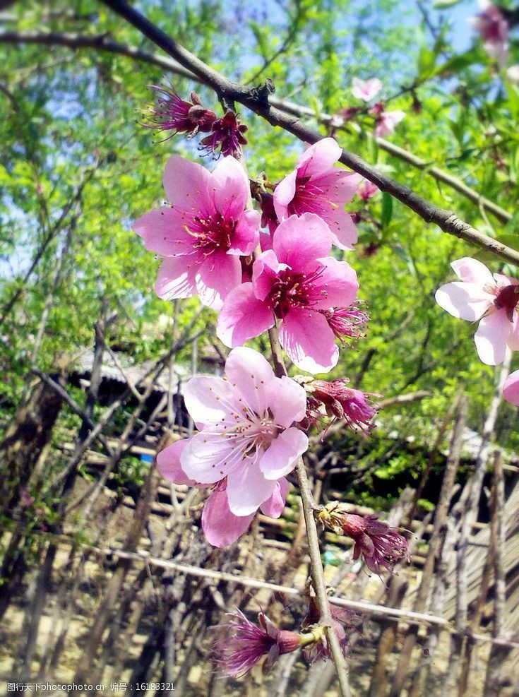 篱笆桃花图片