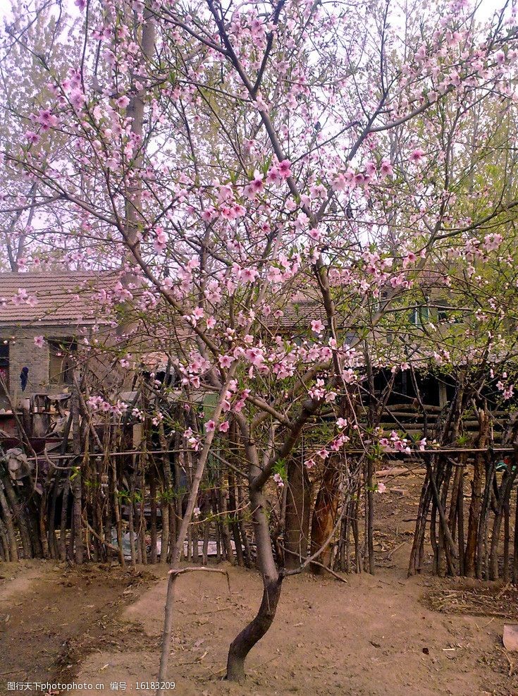 篱笆桃树图片