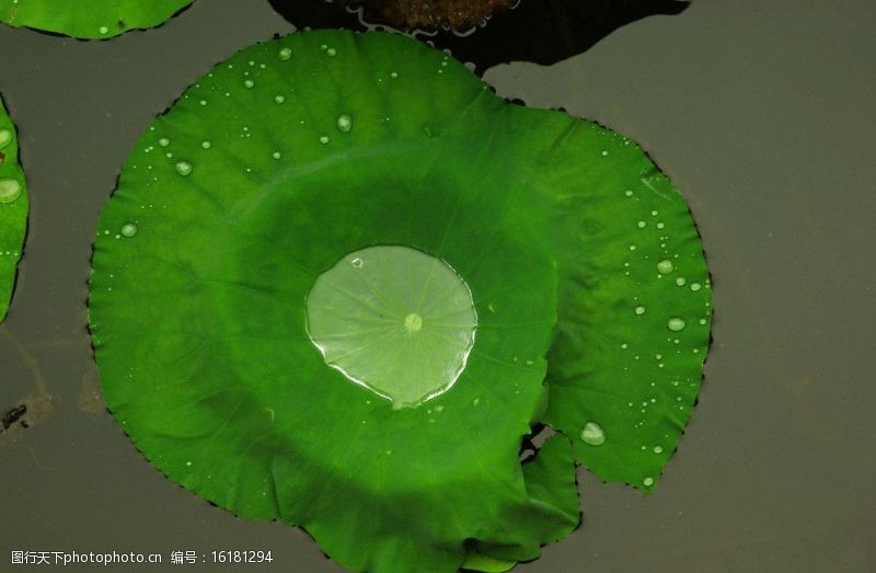 绿色荷叶盛水的荷叶图片