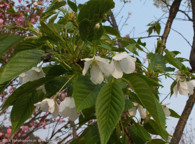 荆桃植物白色樱花图片