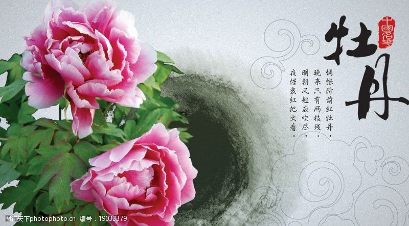 富贵牡丹中国名花之牡丹图片