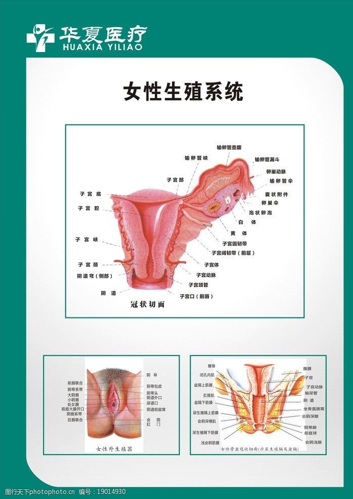 妇科图谱生殖系统图片
