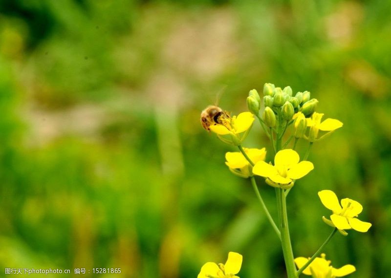 黄花菜油菜花上的蜜蜂图片