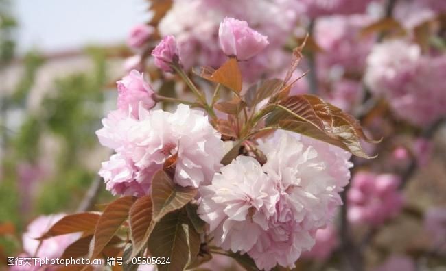 阳光下的粉色樱花樱花图片