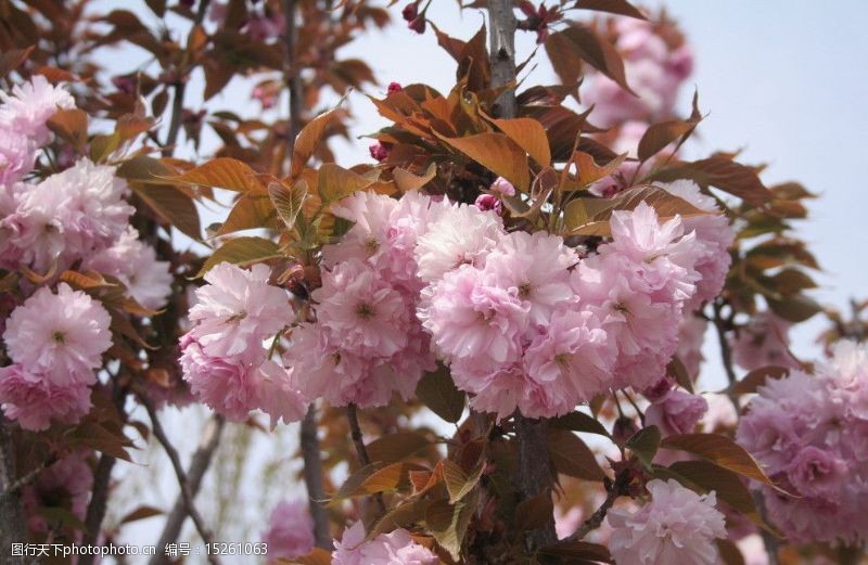 阳光下的粉色樱花樱花图片