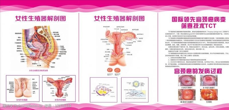 生殖系统图解剖图图片