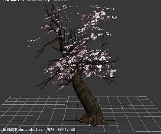 3d模型贴图樱花树图片