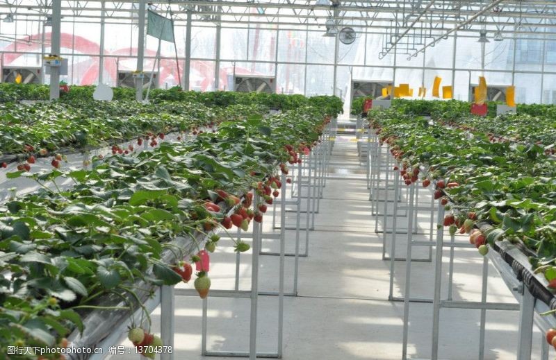 科技农业草莓图片
