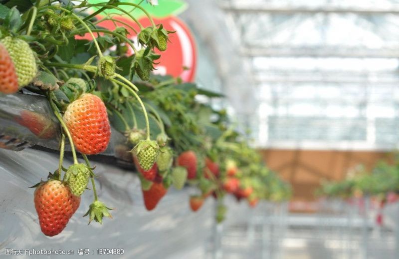 科技农业草莓图片