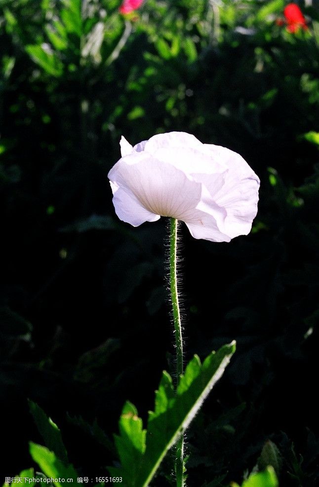 一朵妖艳的罂粟花图片