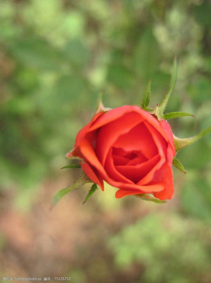 新世界美容美发红玫瑰花图片