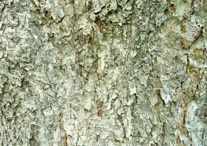 皮纹底图腐烂的树皮背景