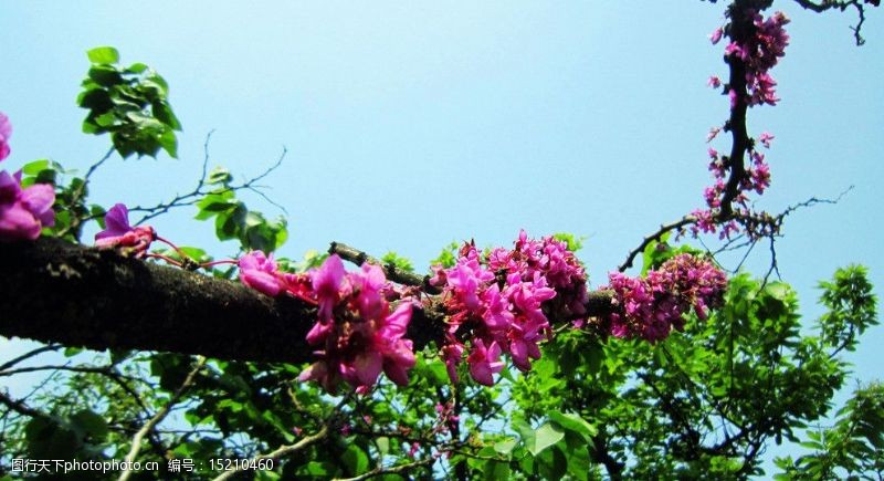 岳麓山紫荆花图片