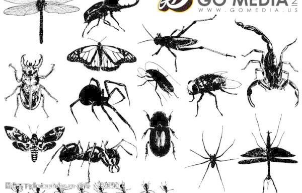 载体材料GoMedia出品矢量素材的昆虫