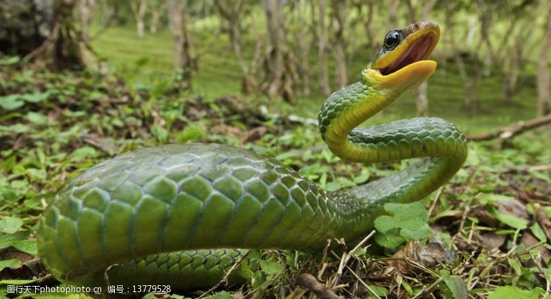 恐怖蛇图片免费下载 恐怖蛇素材 恐怖蛇模板 图行天下素材网