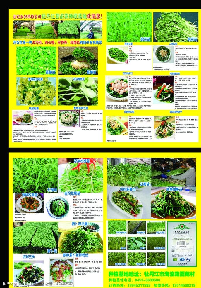 绿色鸡蛋广告蔬菜传单图片