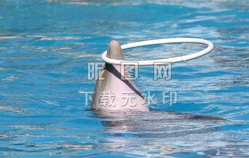 海豚摄影海豚哺乳动物
