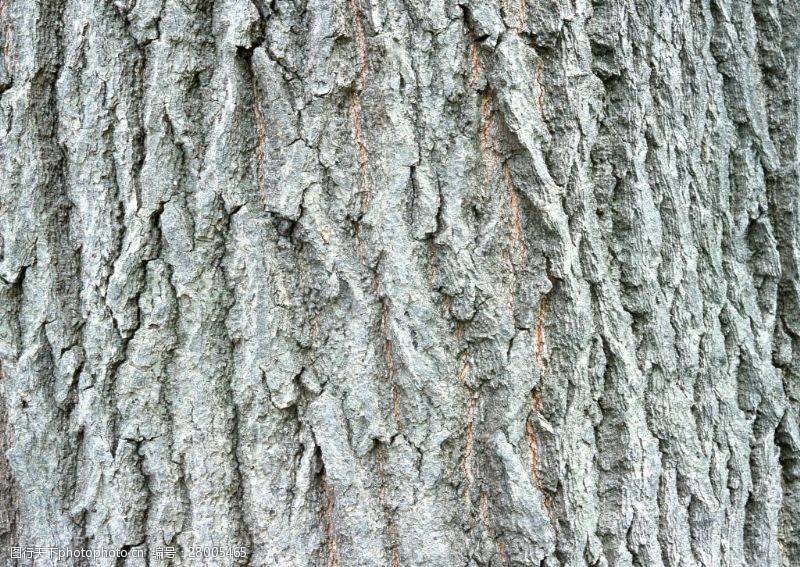 皮纹底图年长的树皮背景