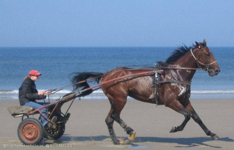 野马跑车海滩图片