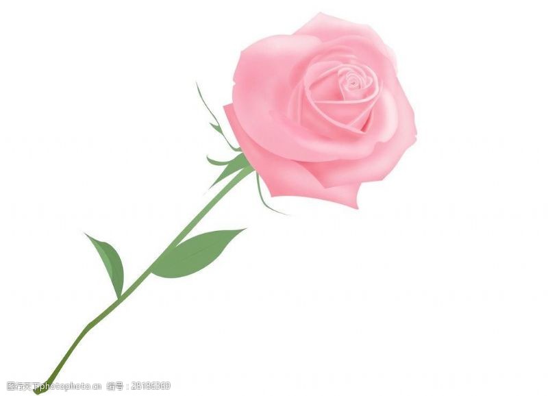 玫瑰花模板下载玫瑰图片