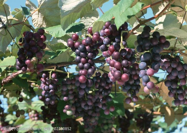 枝头结满葡萄新疆特产紫葡萄供应葡萄酒的葡萄原料采摘园