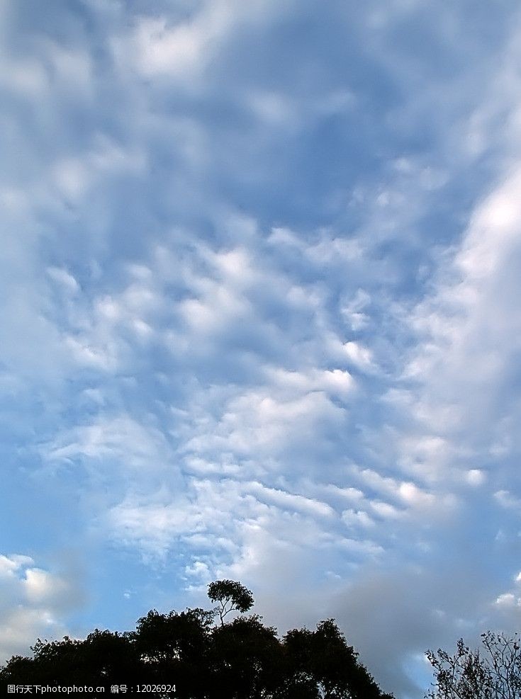 树木剪影天空图片