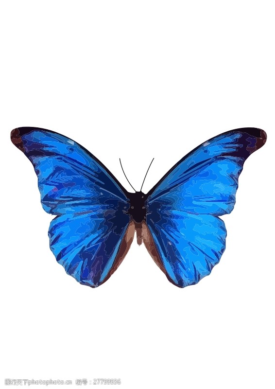 尖翅蓝闪蝶图片免费下载_尖翅蓝闪蝶素材_尖翅蓝闪蝶模板-图行天下素材网