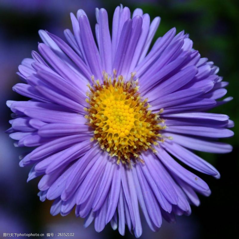 面料图库位图植物摄影写实花卉花朵菊花免费素材
