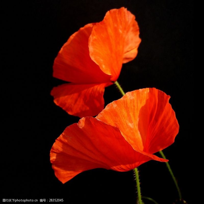 位图免费下载位图植物摄影写实花卉花朵虞美人免费素材