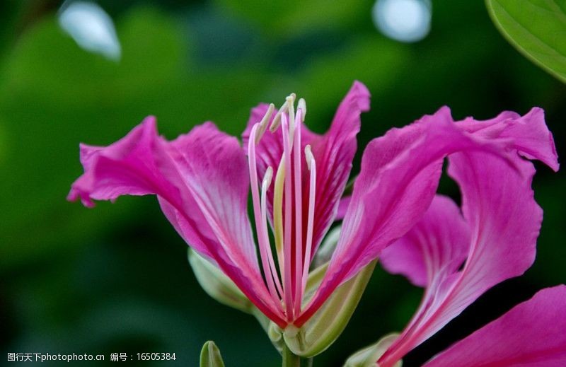 香港紫荆花图片