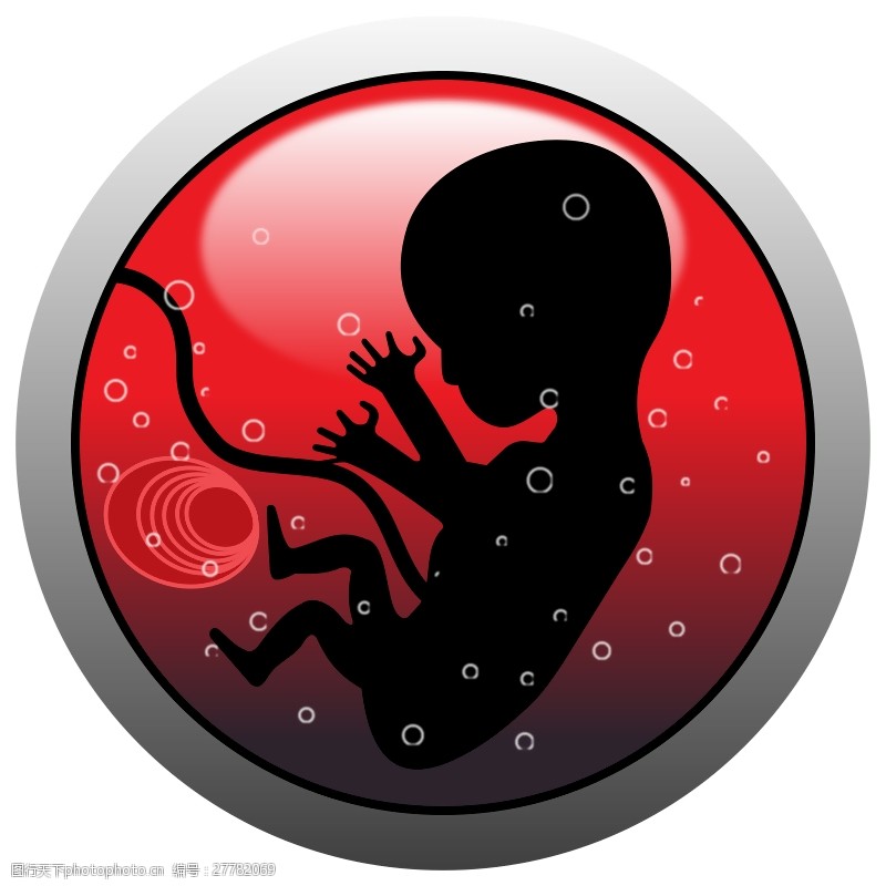 妊娠人类胚胎轮廓