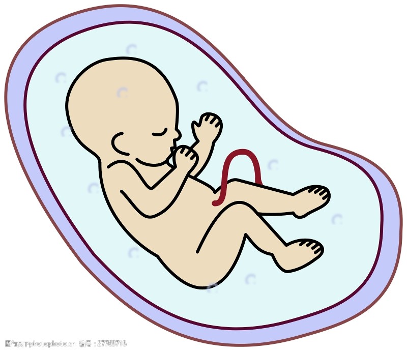 妊娠人类胚胎