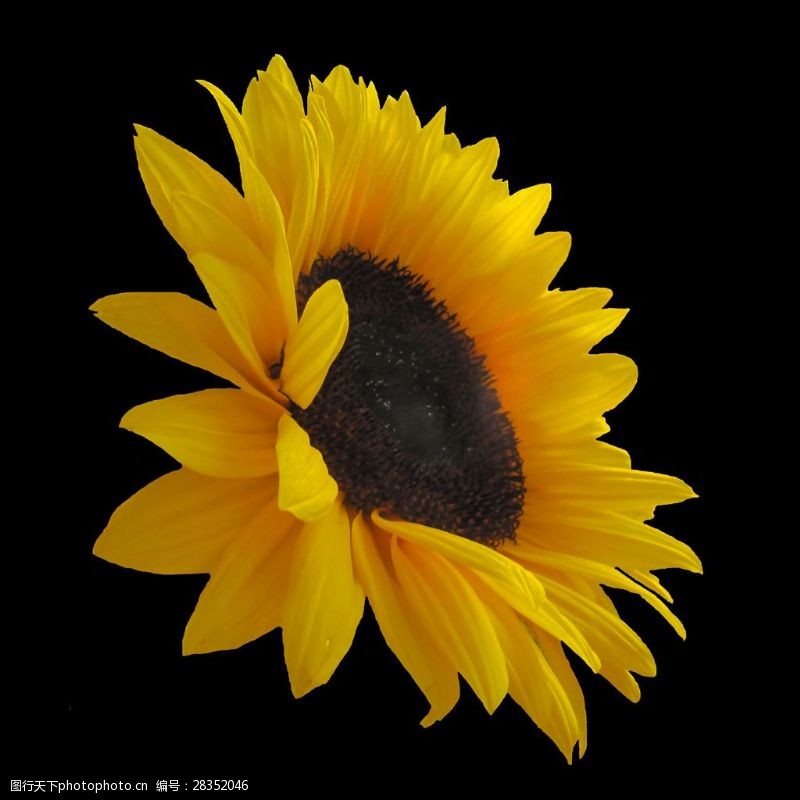 面料图库位图植物摄影写实花卉花朵向日葵免费素材