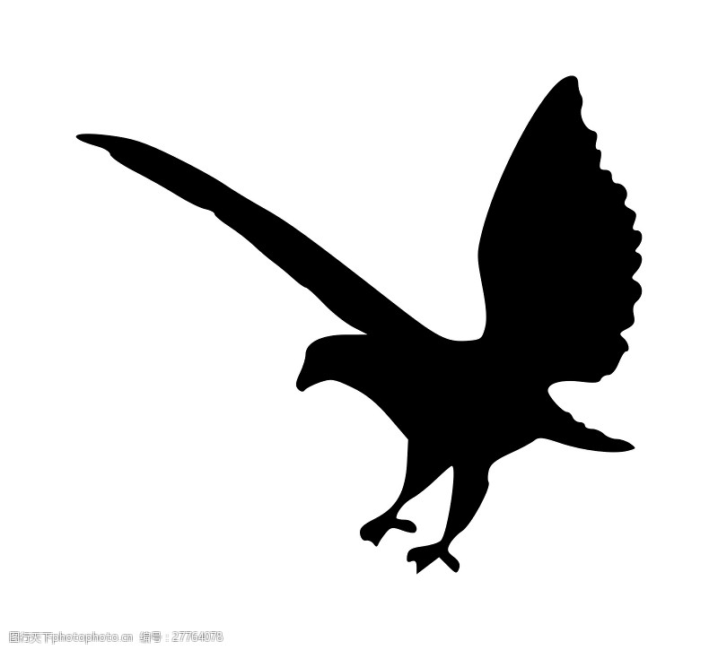 黑色的剪影鹰的轮廓2