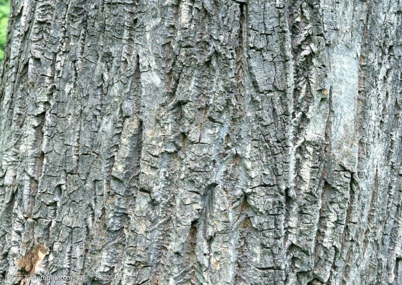 皮纹底图开裂的树皮背景