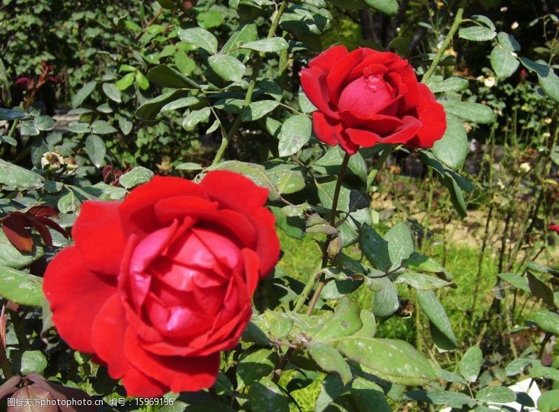 枝条两朵红玫瑰图片