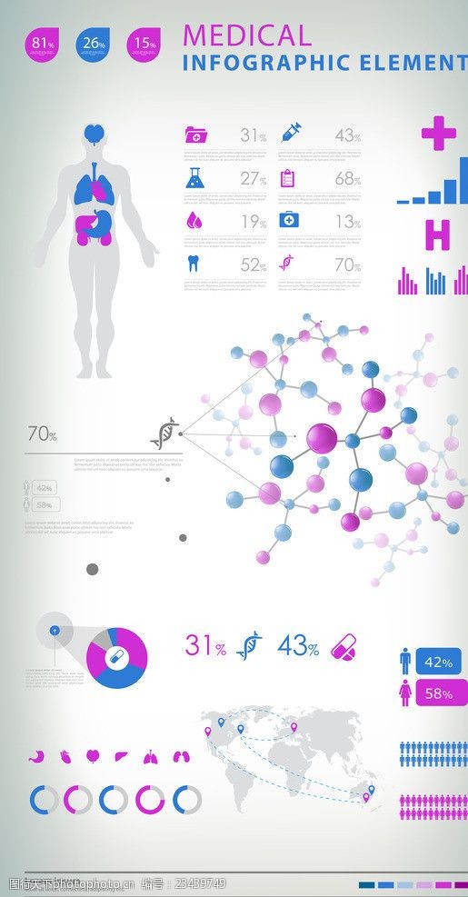 比例人体解剖信息图表