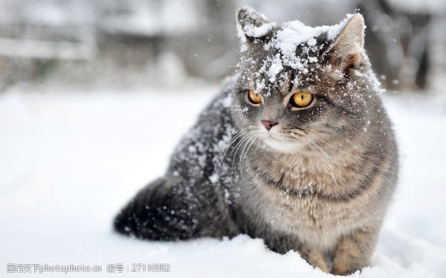雪地里的猫图片免费下载 雪地里的猫素材 雪地里的猫模板 图行天下素材网