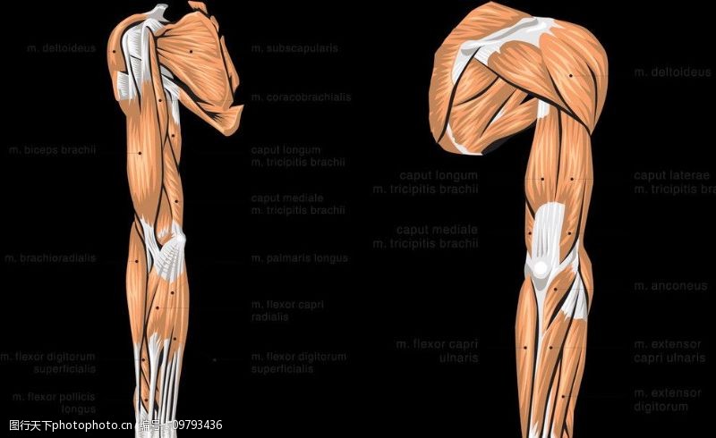 医用人体肌肉图图片免费下载 医用人体肌肉图素材 医用人体肌肉图模板 图行天下素材网