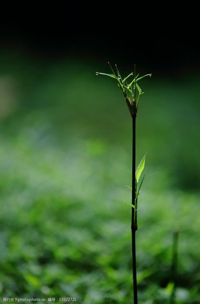 小青草青草图片
