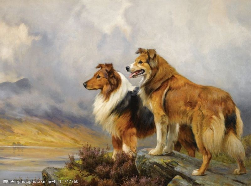 苏格兰文化动物油画图片