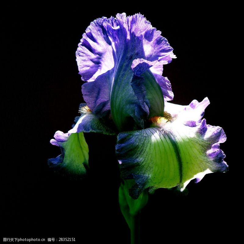 位图免费下载位图植物摄影写实花卉花朵鸢尾免费素材