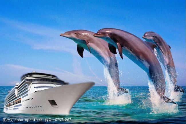 海豚免费下载海上风景
