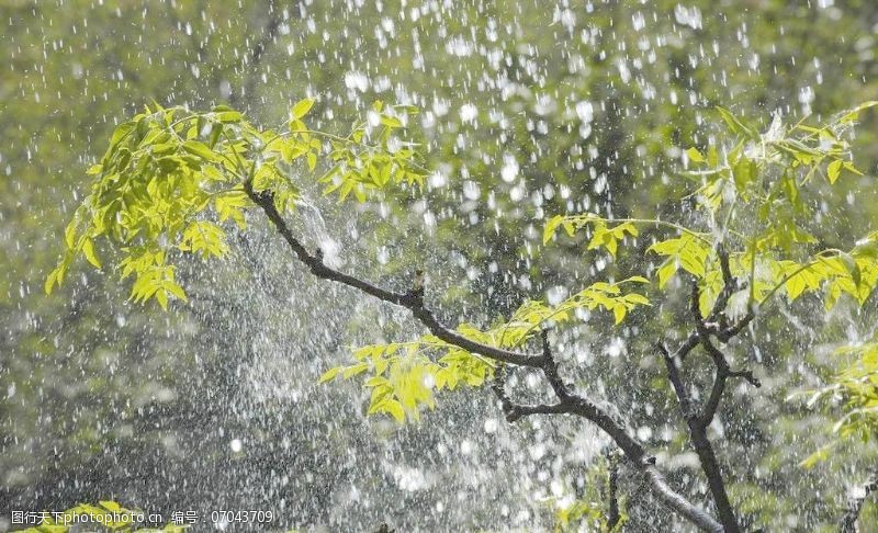 树叶图片免费下载雨水图片