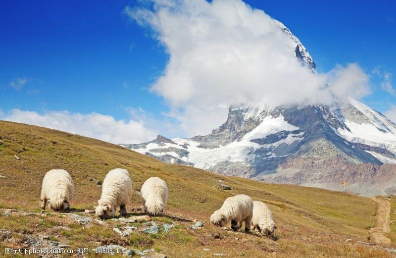 瑞士风光瑞士绵羊图片