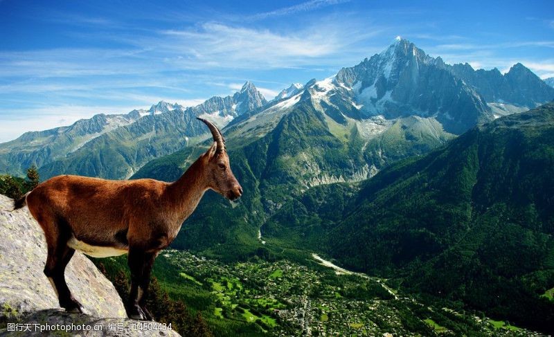 瑞士风光阿尔卑斯山山羊图片